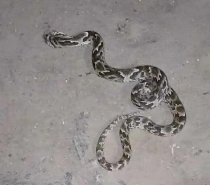 Morador encontra cobra em rua de frente residência CRÔNICAS DE